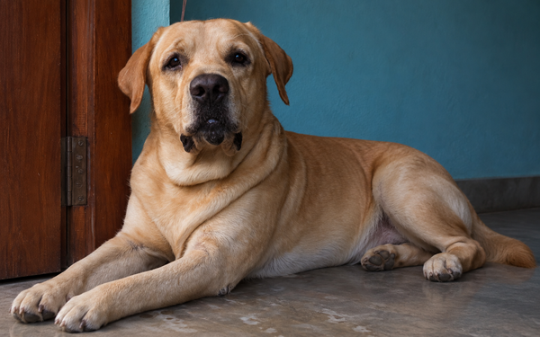 [Sumonto Sarkar, West Bengal · Dog]