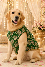 Royal Festive Sherwani for Dogs