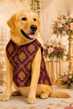 Royal Festive Sherwani for Dogs